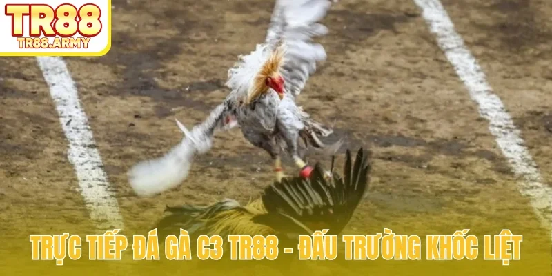 Trực tiếp đá gà C3